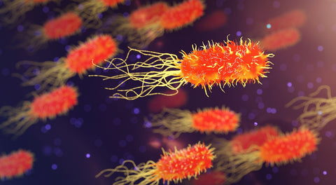 The Microbiome and Gut Health: A Deep Dive into our Internal Ecosystem