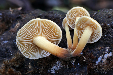 Lion’s Mane mushroom on table – A natural solution for mental clarity and heart wellness